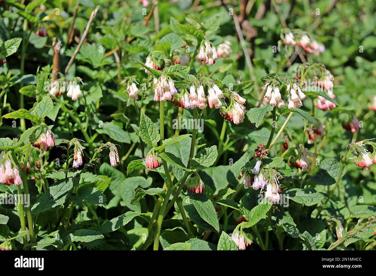 Fiori e piante mature di balsamo himalayano (Impatiens glandulifera) una specie invasiva nel Regno Unito Foto Stock