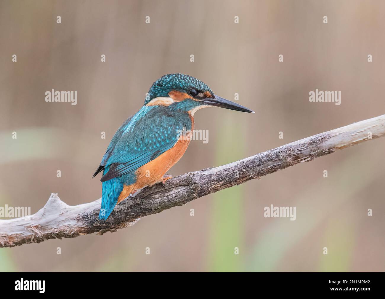 Un maschio Kingfisher (Alcedo atthis) su un ramo che mostra i suoi bei colori con un chiaro sfondo pastello. Suffolk , Regno Unito. Foto Stock