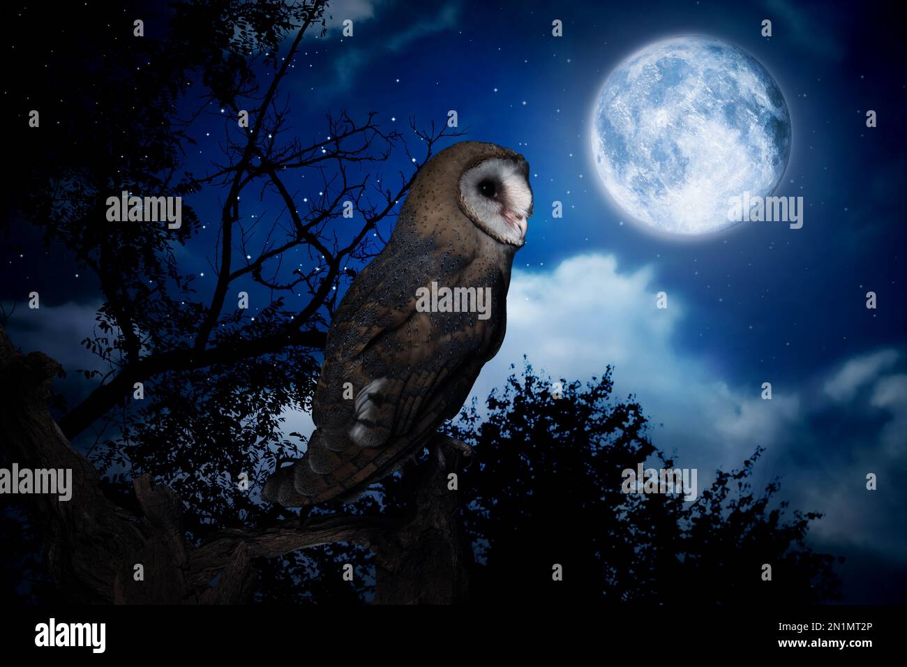 Gufo su albero in foresta scura sotto cielo stellato con luna piena di notte Foto Stock