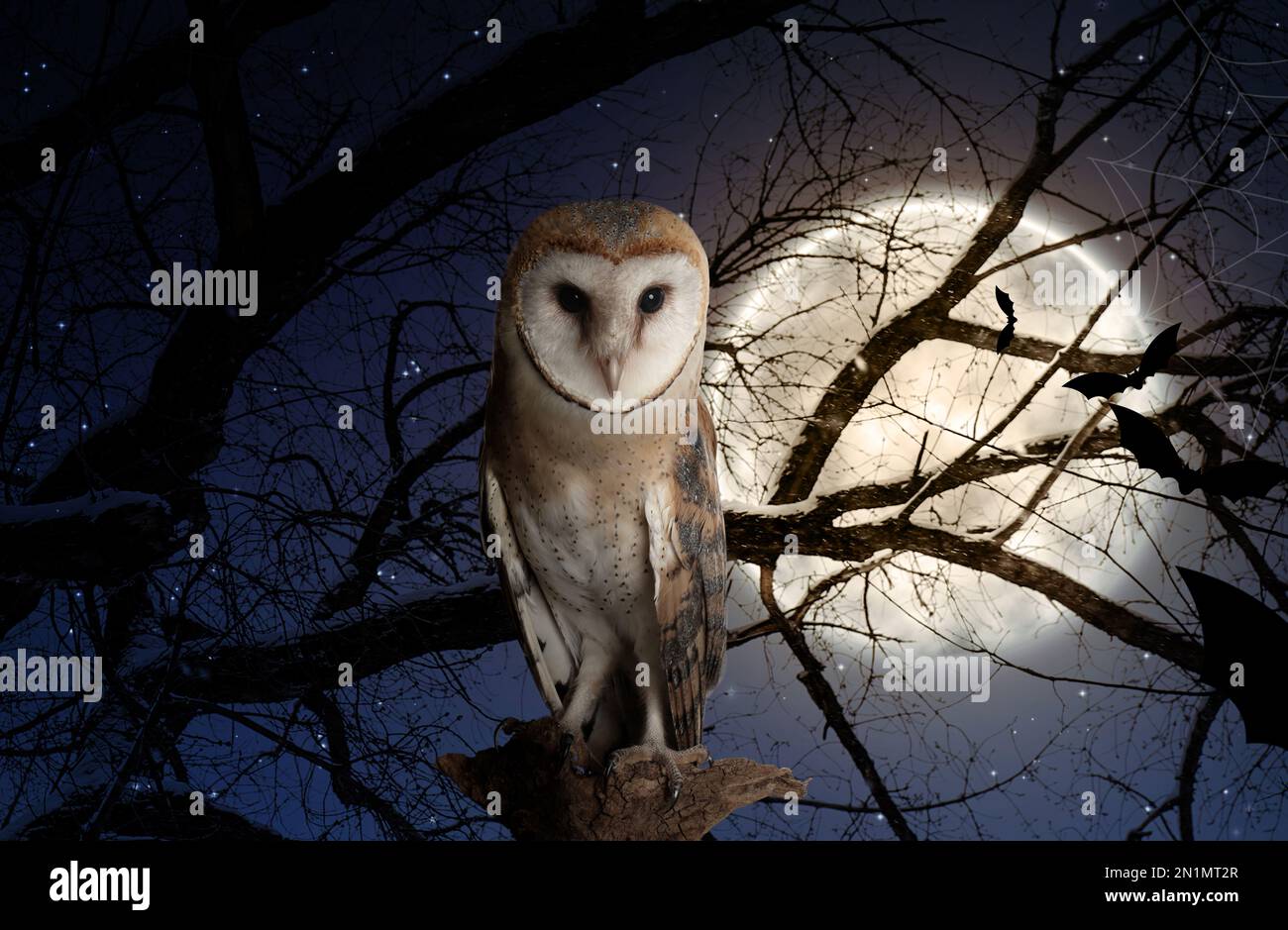Gufo su albero in foresta sotto cielo stellato con luna piena di notte Foto Stock