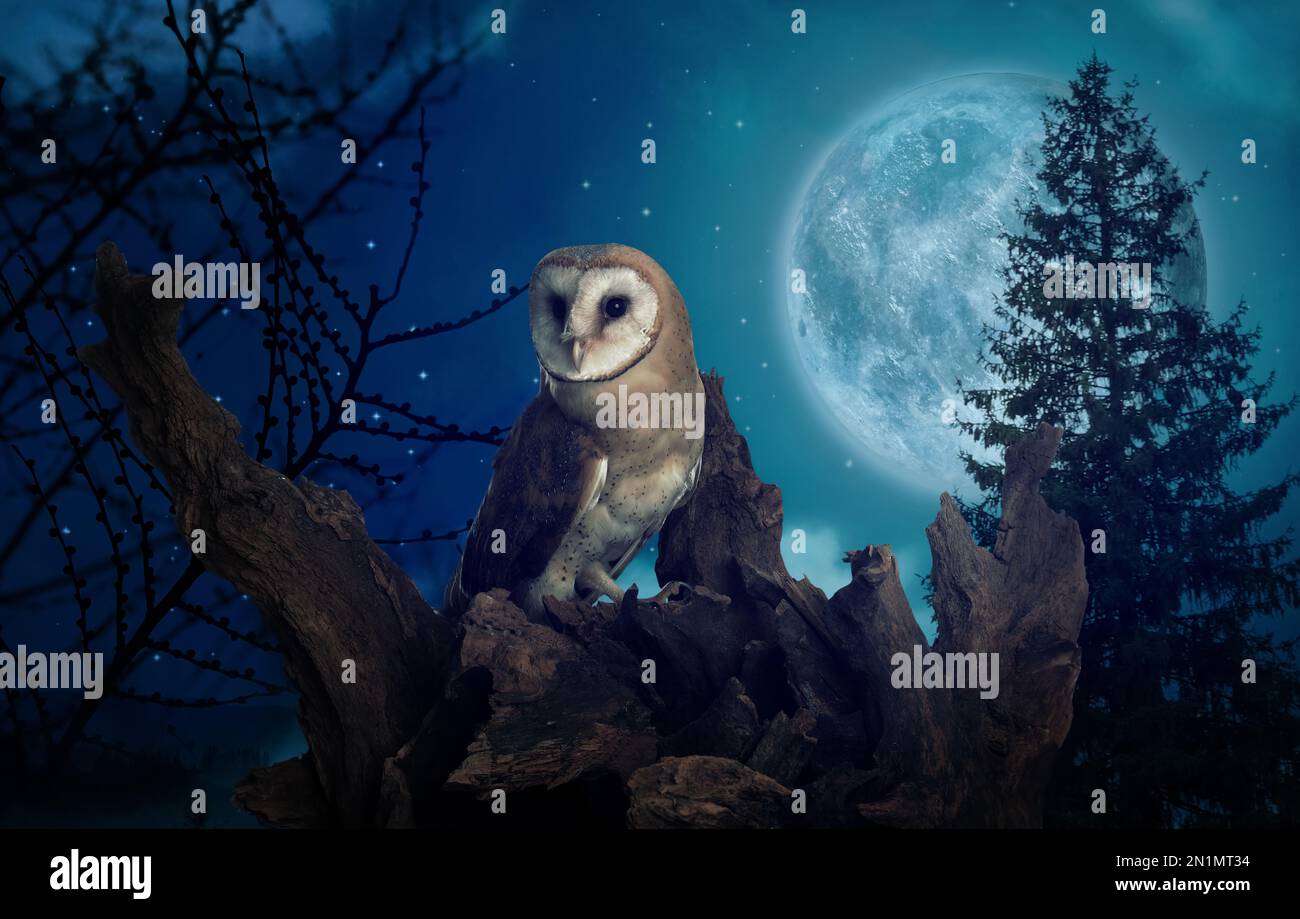Gufo su albero in foresta scura sotto cielo stellato con luna piena di notte Foto Stock