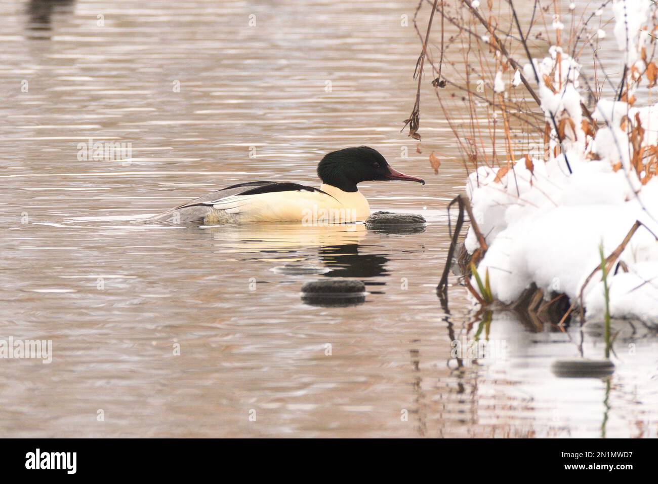 Maschio Goosander sul bordo di un lago innevato durante l'inverno. Inghilterra, Regno Unito. Foto Stock