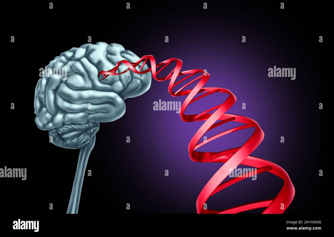 Cervello e DNA come geni collegati alla mutazione genica responsabile di disturbi neurologici o mentali e sviluppo dell'organo pensante che colpisce Foto Stock