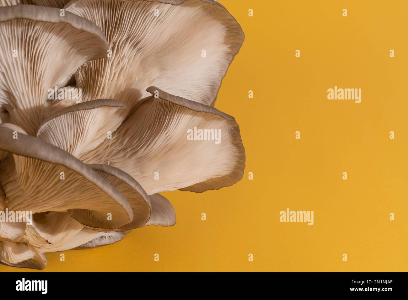 stupendi funghi naturali organici ostriche, spazio copia Foto Stock