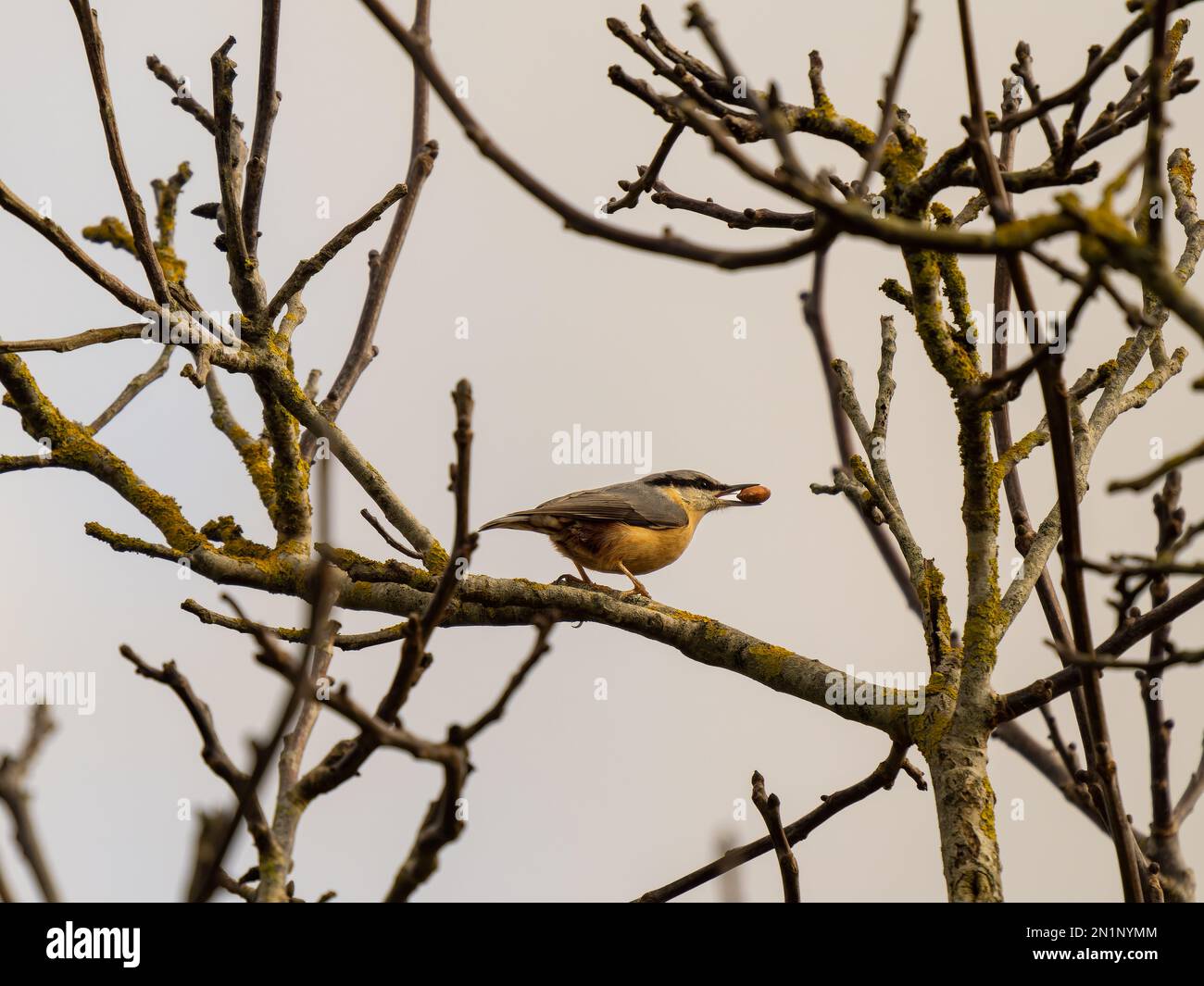 Nuthatch arroccato su un albero con un arachide Foto Stock