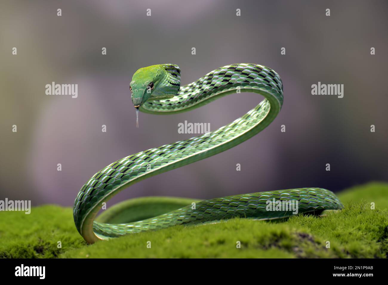 Serpente verde della vite in posizione di attacco Foto Stock