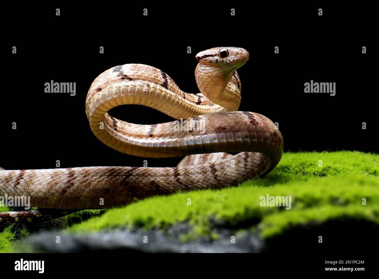 Gatto serpente dentato in posizione di attacco Foto Stock