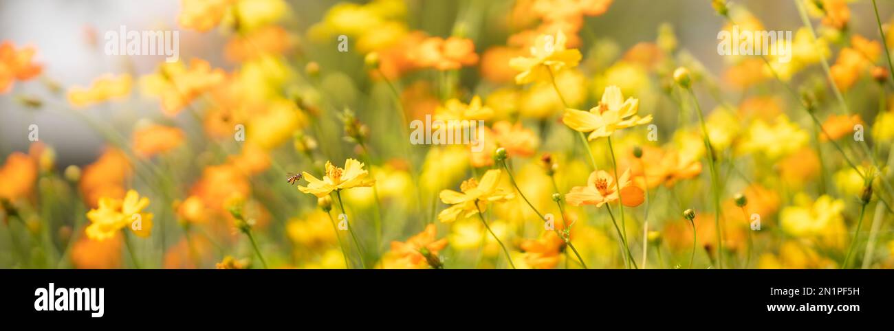 Vista dell'ape del miele e del fiore giallo di Cosmos su fondo di foglio verde sfocato sotto la luce del sole con lo spazio della copia che usa come sfondo insetto naturale della flora, e. Foto Stock