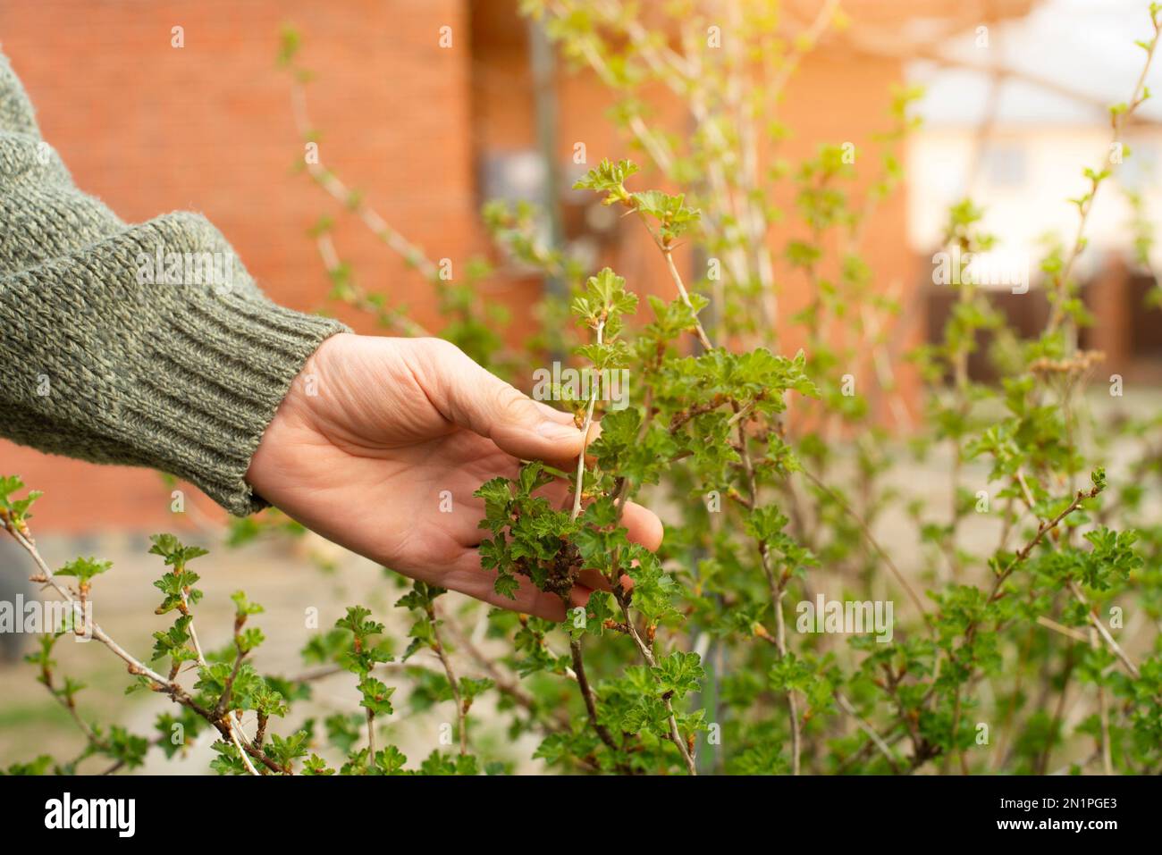 Giardiniere caucasico che ispeziona le piante nel cortile primaverile Foto Stock