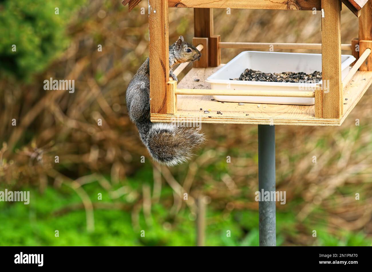 Scoiattolo grigio orientale o scoiattolo grigio (Sciurus carolinensis) salendo su un alimentatore di uccelli cortile in cerca di un pasto facile. Foto Stock