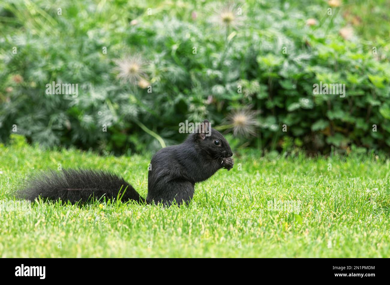 Scoiattolo nero - uno scoiattolo grigio melanzato - un sottogruppo dello scoiattolo grigio orientale (Sciurus carolinensis) - Metro Vancouver, B. C., Canada. Foto Stock