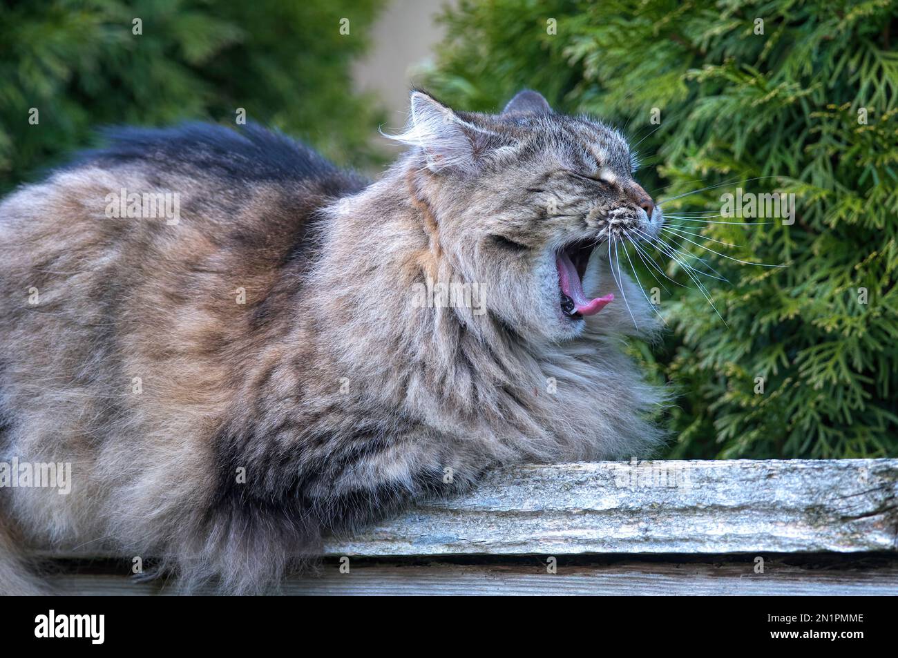 Gatto Tabby a capelli lunghi (Felis catus) - gatto tabby domestico che giana sopra una recinzione di legno mentre si sbadigna. Foto Stock