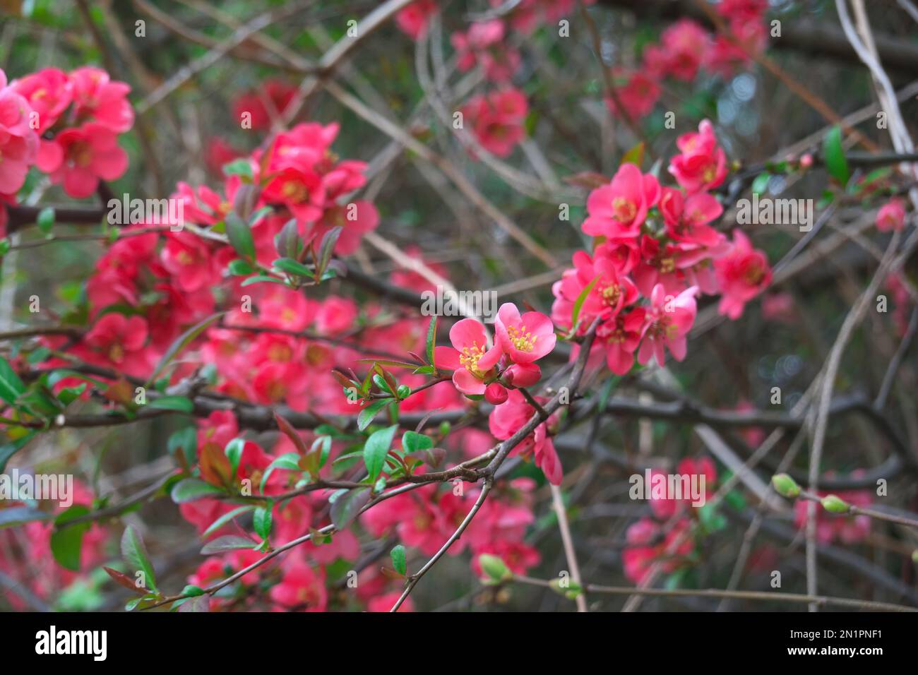 Rami di Quince fiorito comune (Chaenomeles speciosa) fiorendo in primavera - Metro Vancouver, B. C., Canada. Foto Stock