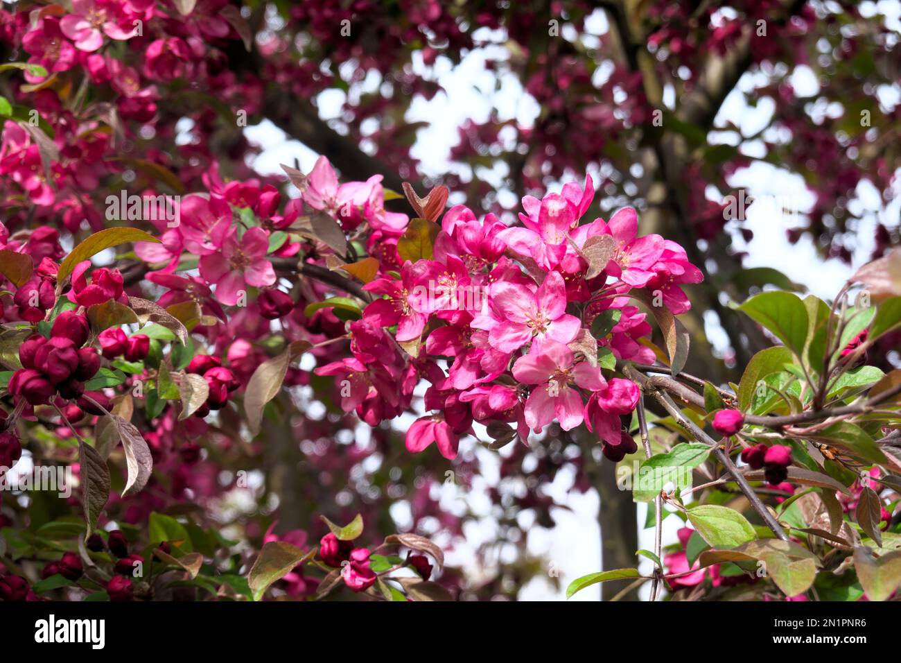 Fioritura albero di ananas rosa ornamentale (Malus) fioritura in primavera - Metro Vancouver, B. C., Canada. Foto Stock