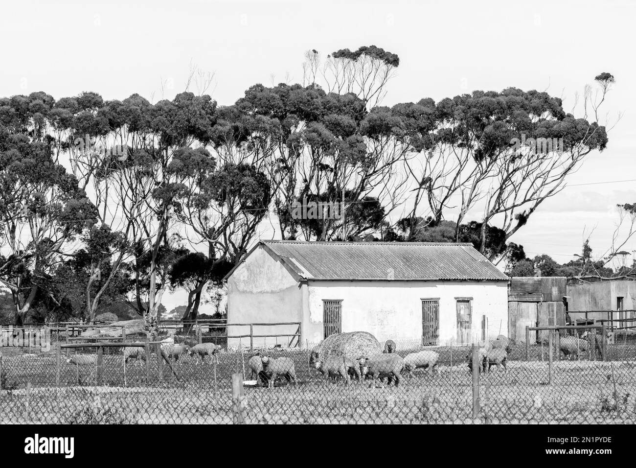 Arniston, Sud Africa - 22 settembre 2022: Una scena agricola monocromatica, con edifici e pecore sulla strada tra Arniston e Struisbaai nella CA occidentale Foto Stock