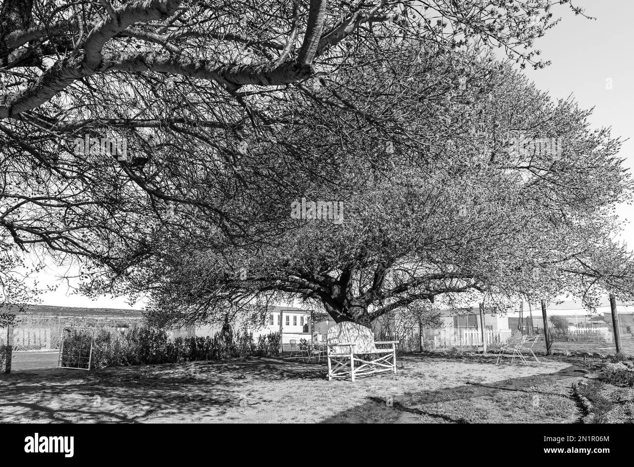 Sutherland, Sud Africa - 3 settembre 2022: Area di riposo sotto un enorme albero di frutta fiorito sugli amanti a piedi al Parco Sterland Caravan a Sutherland nel Foto Stock