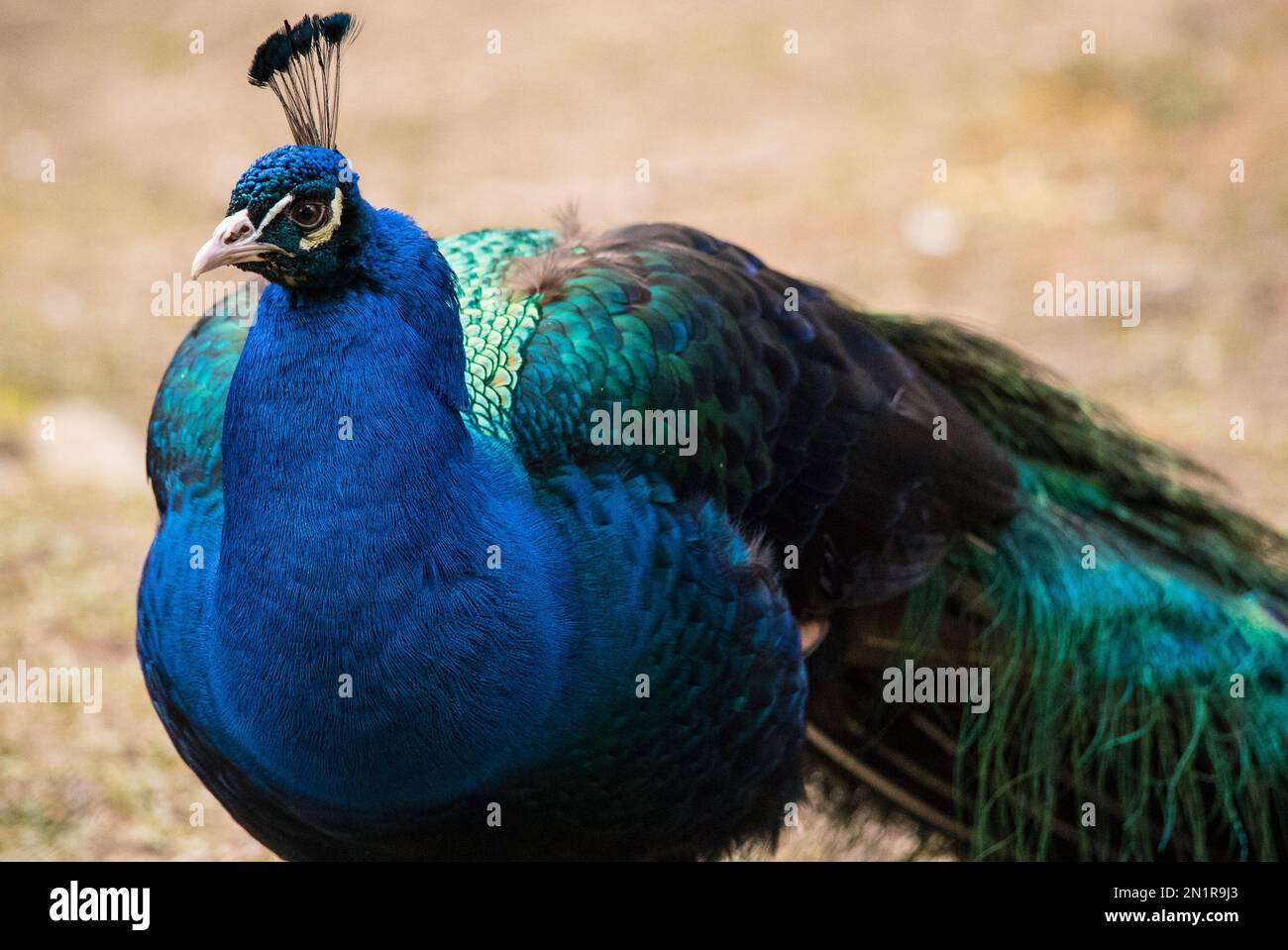 Animali all'Alte Fasanerie Wiesbaden. creature belle. Foto Stock