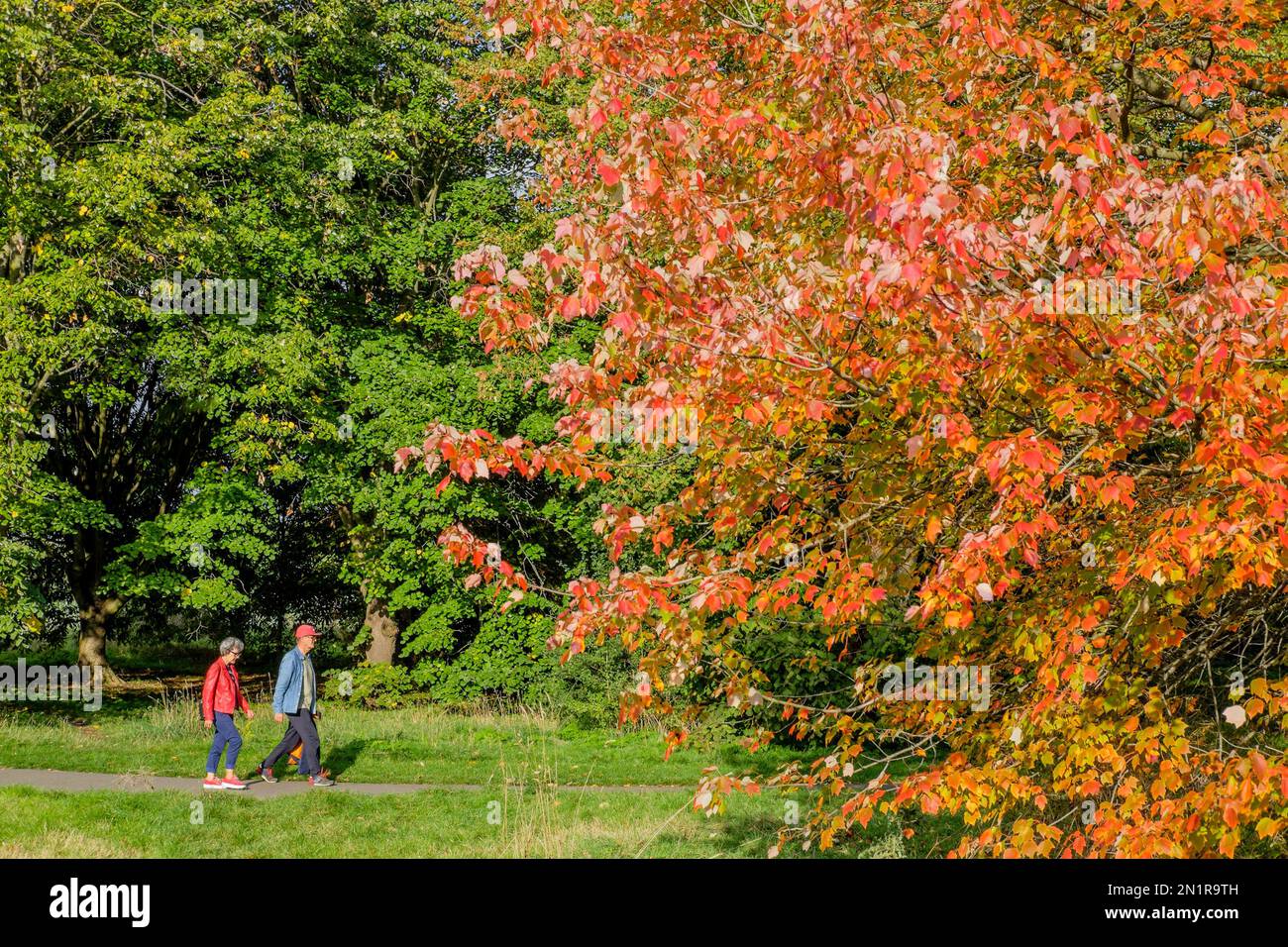 Colore autunnale a Regents Park, Londra, Regno Unito. Foto Stock