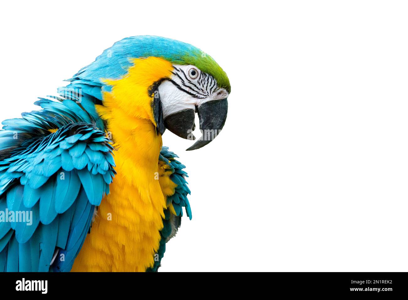 Macaw blu-e-giallo isolato su sfondo bianco (Ara arauna) Foto Stock