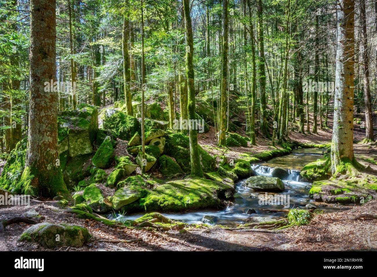Torrente boschivo in primavera, montagne Vosges, Francia Foto Stock