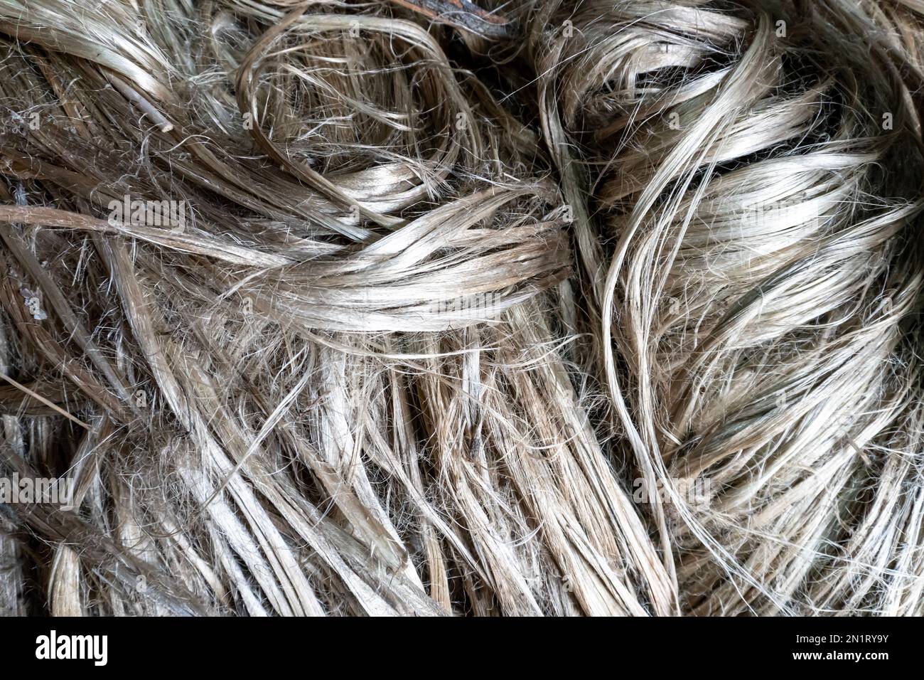 Struttura di fibra di iuta grezza. Coltivazione della iuta a Gaibandha, Bangladesh. Iuta è conosciuta come il fiber.IT dorato è Foto Stock