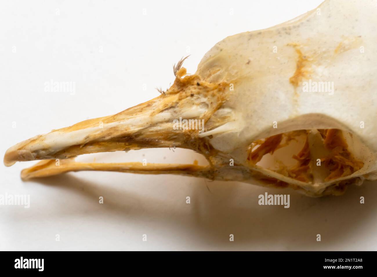 Vista dorsale del cranio dell'uccello. Anatomia dell'uccello. Sistema scheletrico dell'uccello. Mandibola più alta e più bassa Foto Stock