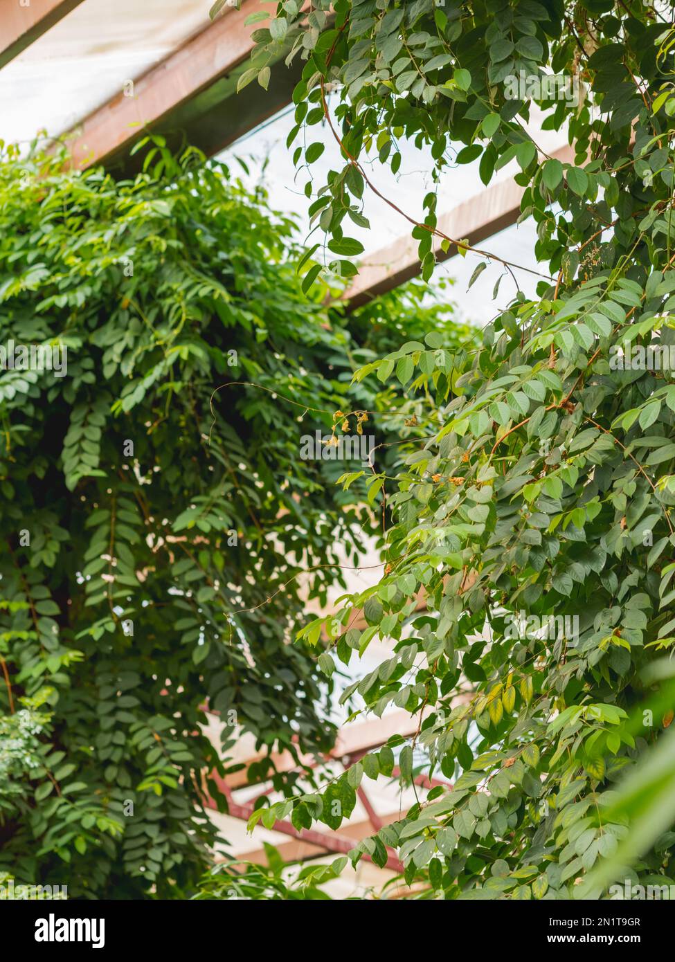 Piante tropicali in serra. Liane e rami con foglie verdi sotto il tetto della serra. Foto Stock