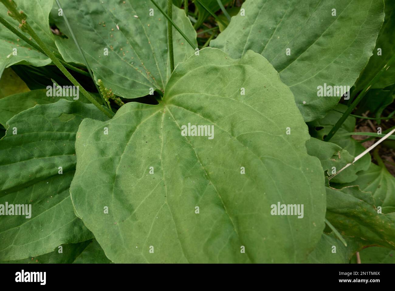 Plantago grandi piante fresche Foto Stock