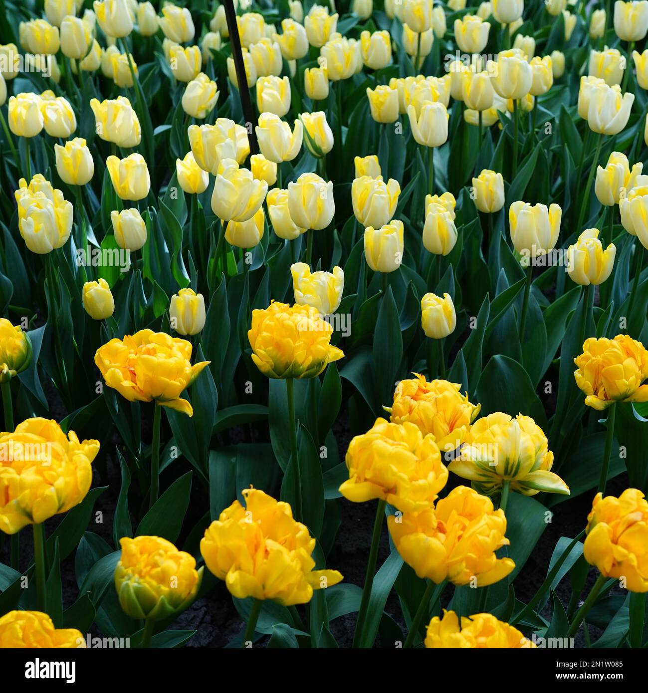 Due tipi di tulipani gialli: Un tulipano di peonia più corto e un tulipano bianco-giallo a strisce Foto Stock