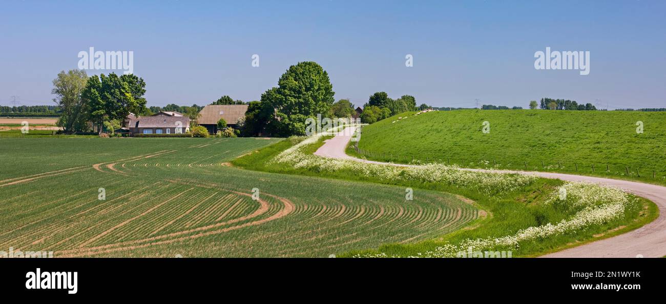 Paesaggio rurale che mostra strada tortuosa, fattoria con terreno agricolo e diga / diga in primavera a Schouwen-Duiveland, Zeeland, Paesi Bassi Foto Stock