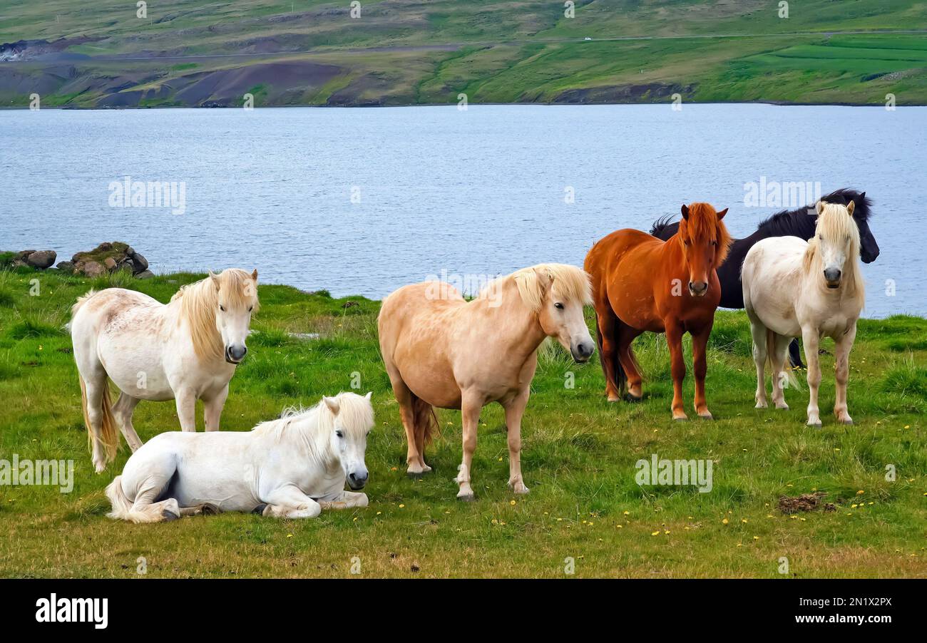 Mandria di cavalli islandesi selvatici su prato verde al lago in un paesaggio idilliaco - Islanda Foto Stock