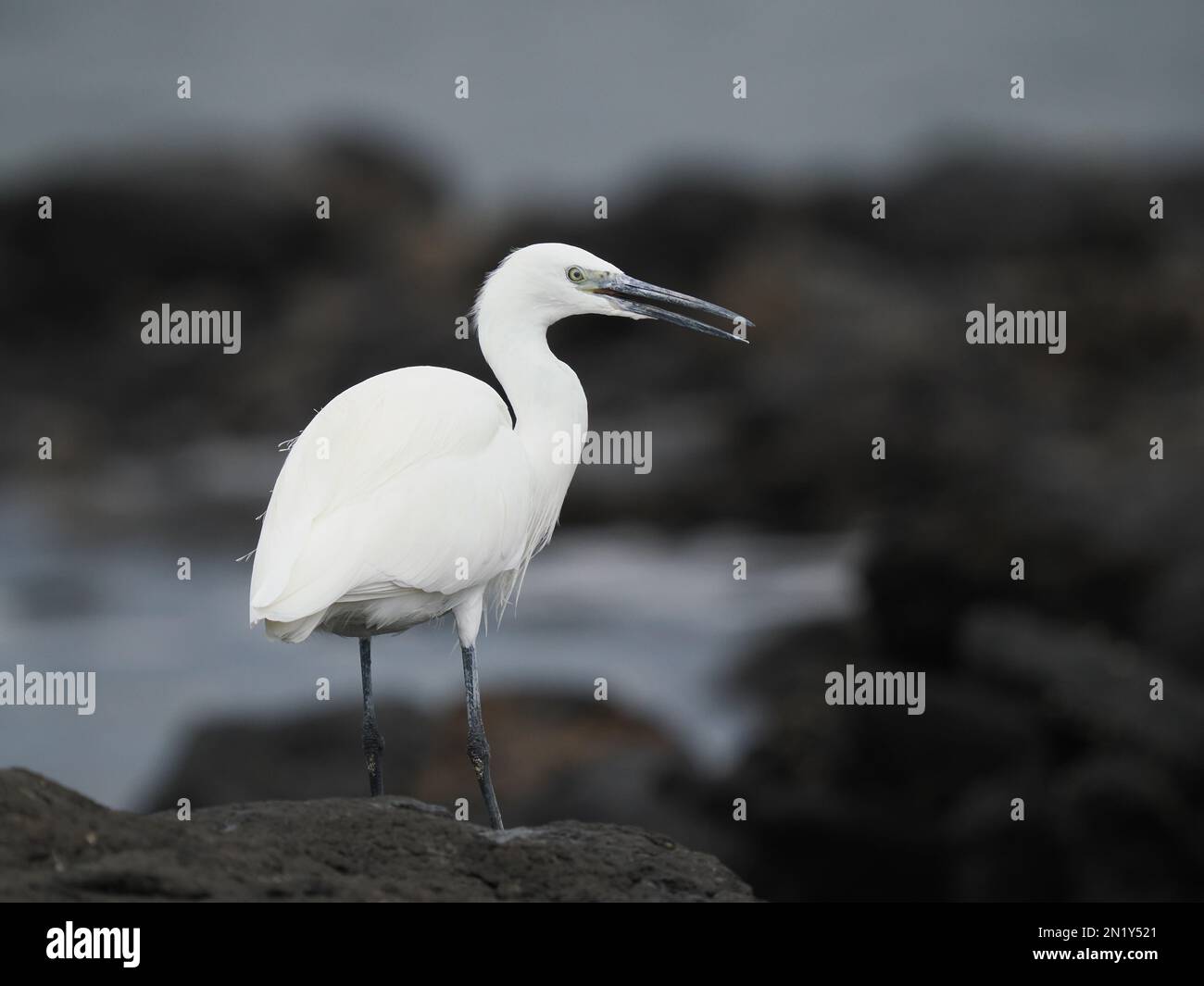 Questa egretta aveva approfittato degli esseri umani che nutrono i pesci in un lido. L'uccello che alimenta nelle shallows molto con successo. Foto Stock