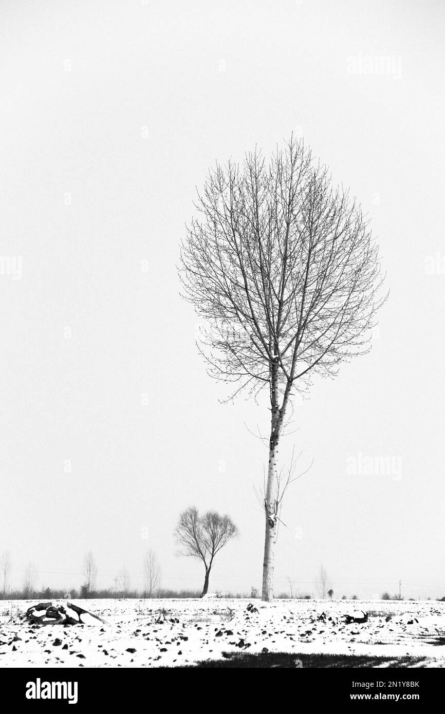 Uno scatto verticale dei due alberi secchi isolati in inverno Foto Stock