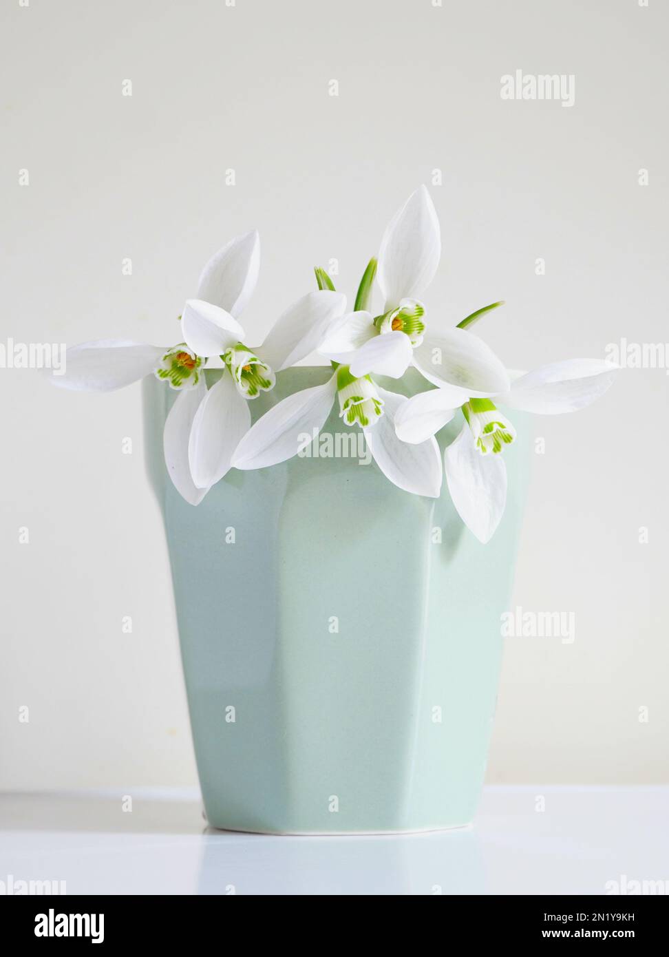 Fiori freschi di neve bianchi in vaso di ceramica Foto Stock