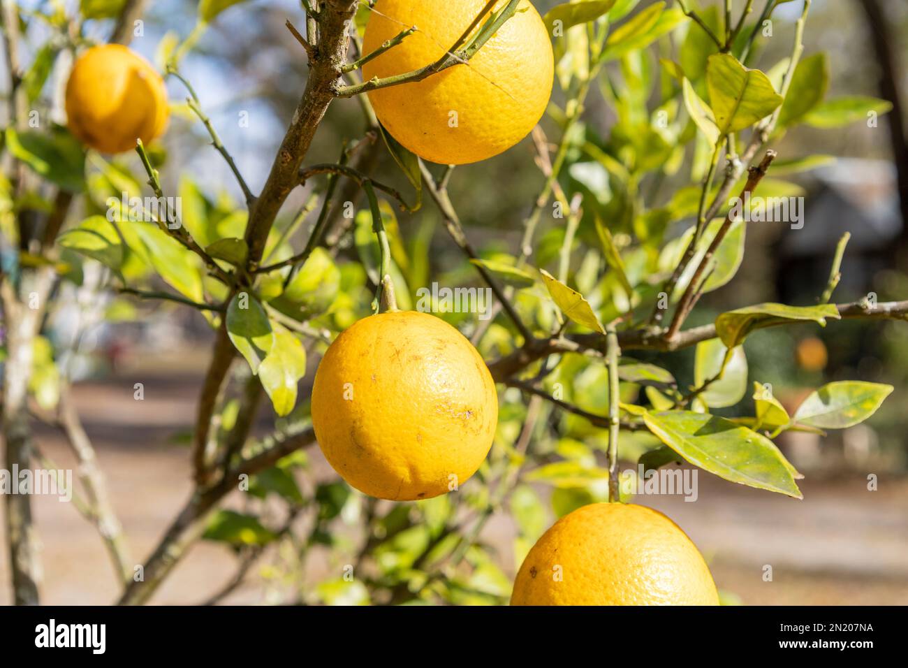 Diverse arance della Florida mature su un albero Foto Stock