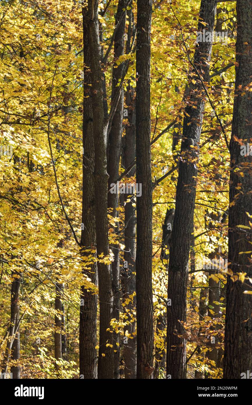 Alti alberi sottili con foglie gialle soleggiate, foresta in autunno, motivi naturali sfondo Foto Stock