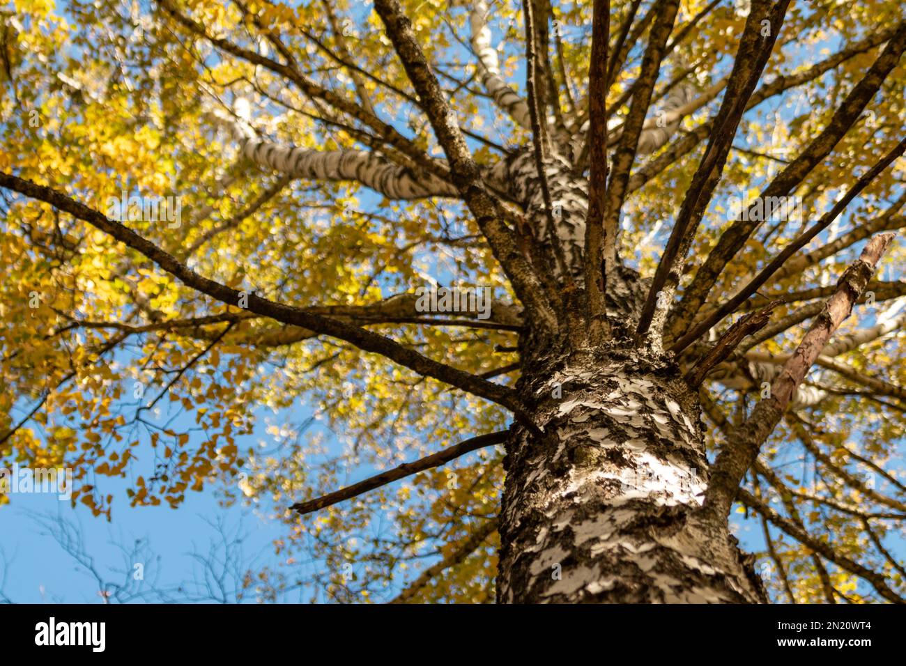 Rami di betulla d'autunno guardano in su con le foglie dorate gialle sul cielo blu. Vista ravvicinata della foresta naturale con sfondo sfocato Foto Stock