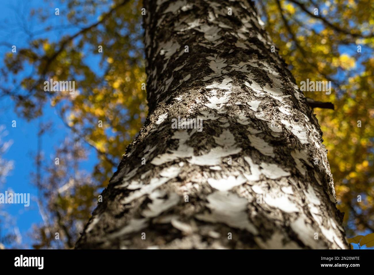 Autunno betulla albero tronco guardare in alto con dettagli in sughero e giallo foglie dorate su cielo blu. Vista ravvicinata dei boschi naturali con messa a fuoco selettiva Foto Stock