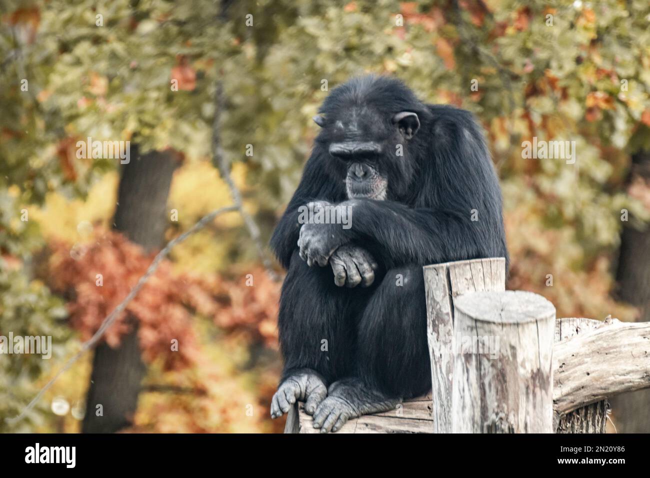 Scimpanzé seduto in tristi posa calma sul tronco di legno in voliera con alberi autunnali sfondo sfocato Foto Stock