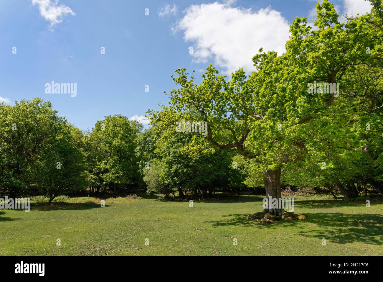 Stand di maturi querce inglesi (Quercus robur) intorno a un prato aperto e pascolato, vicino Fritham, New Forest National Park, Hampshire, Regno Unito, maggio. Foto Stock