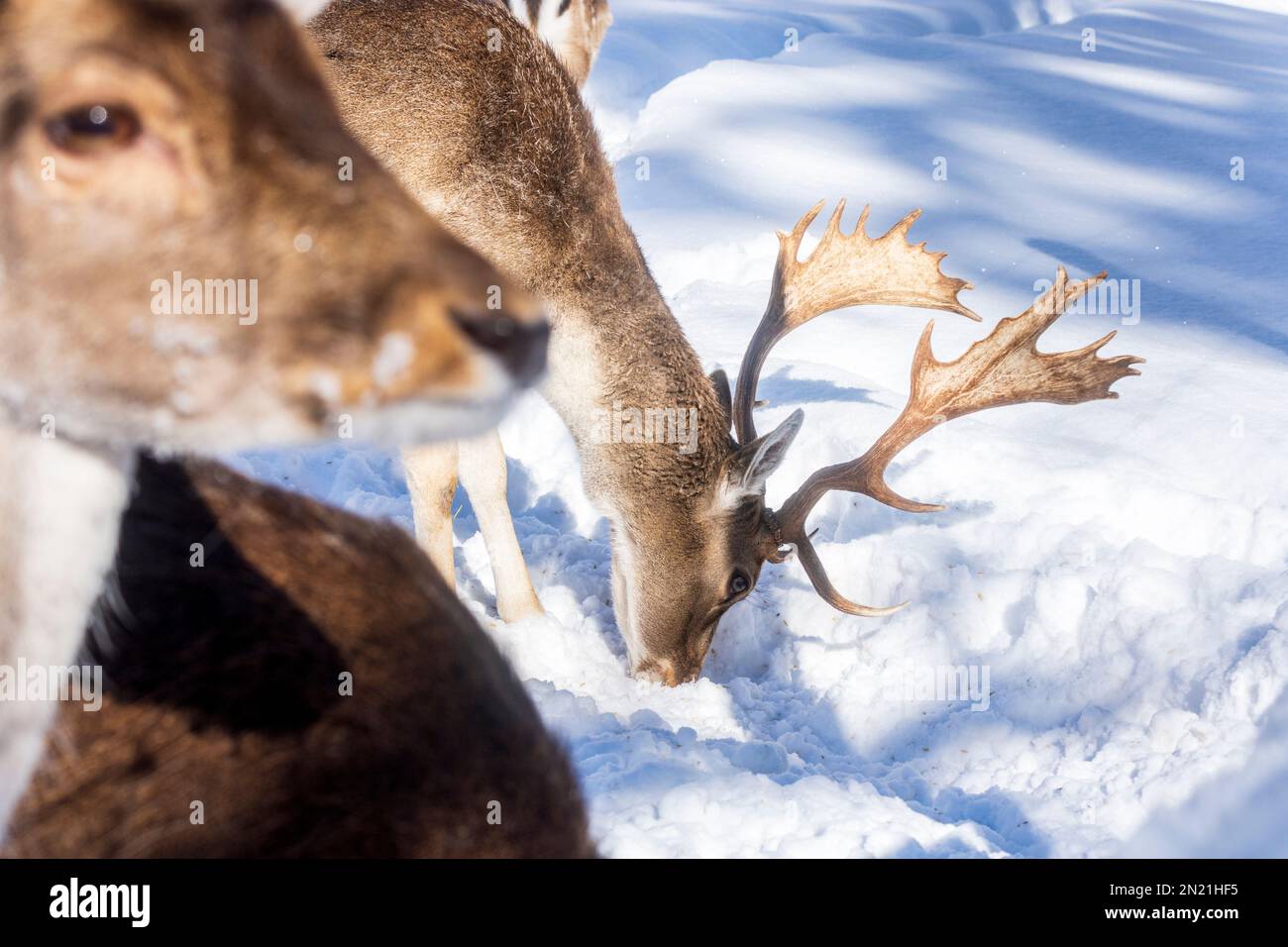 Parco Naturale Hohe Wand: Mandria di daini europei (Dama dama) nella neve a Wiener Alpen, Alpi, Niederösterreich, bassa Austria, Austria Foto Stock