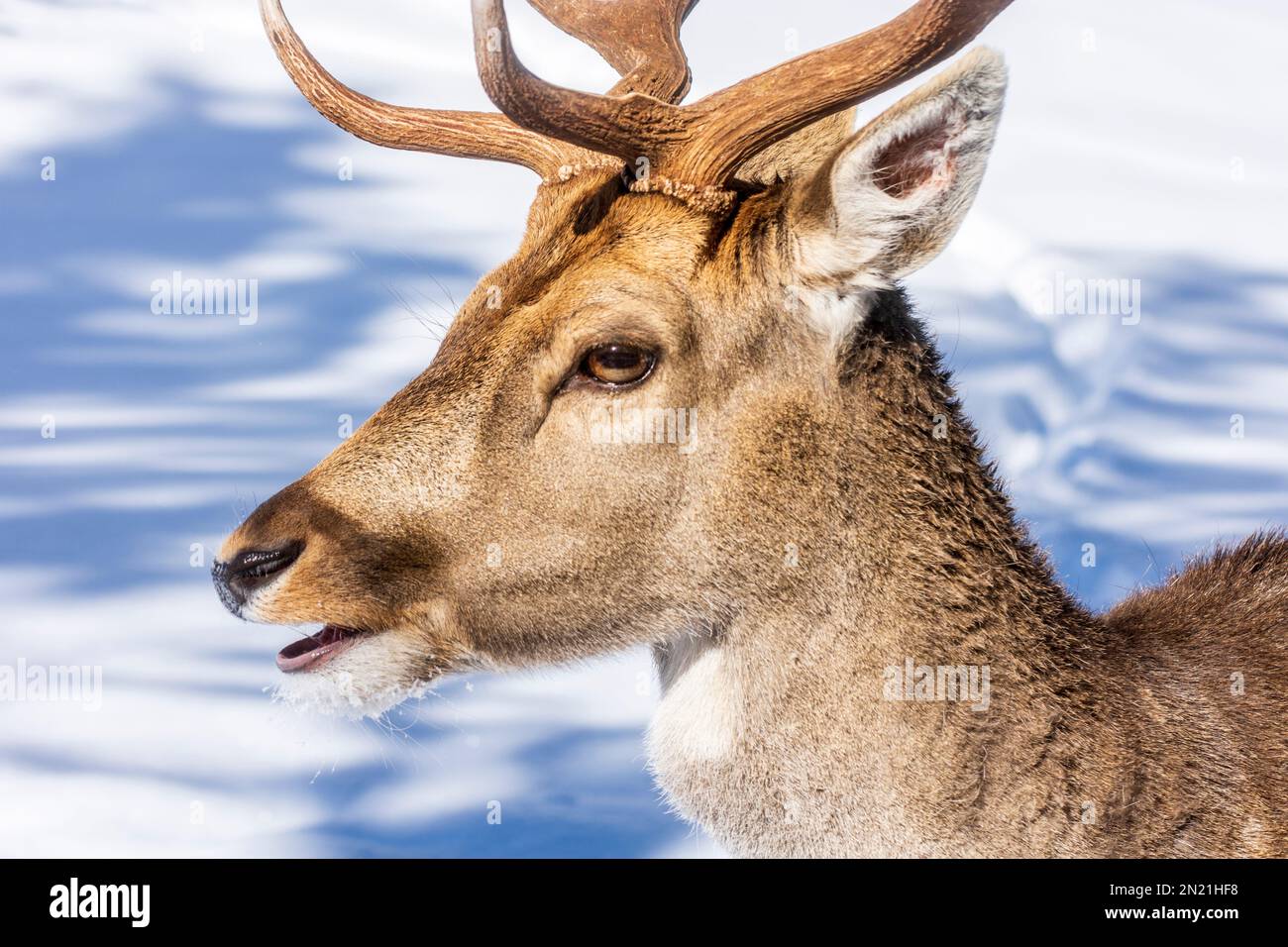 Parco Naturale Hohe Wand: cavolo di daino europeo (Dama dama) nella neve a Wiener Alpen, Alpi, Niederösterreich, bassa Austria, Austria Foto Stock