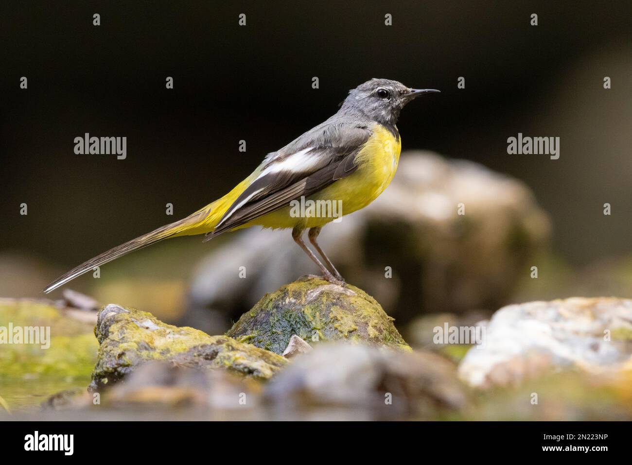 Greay Wagtail (Motacilla cinerea), vista laterale di un maschio adulto in melta post-riproduttiva, Campania, Italia Foto Stock