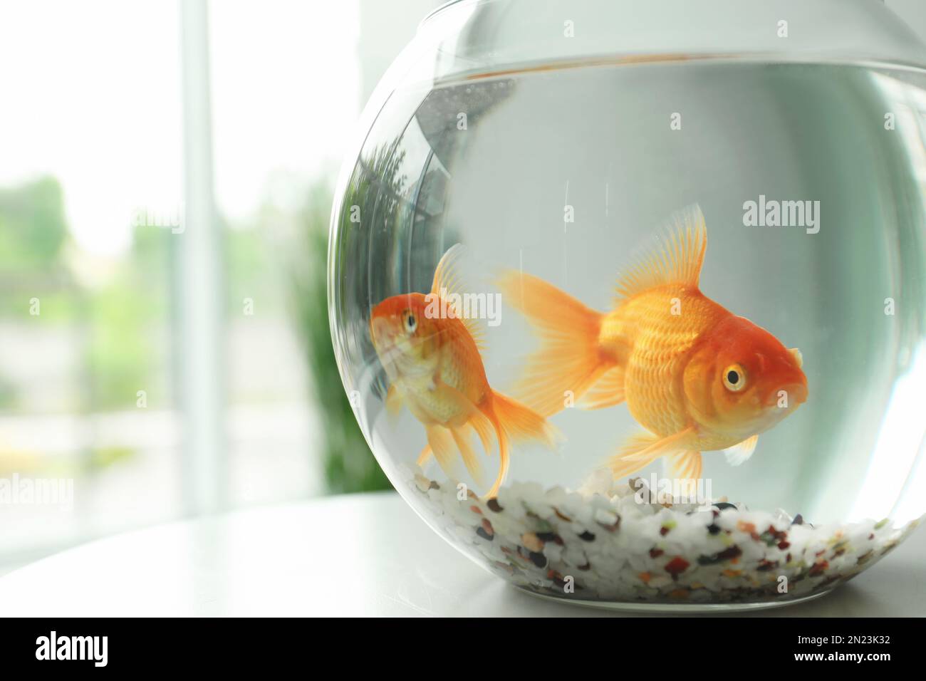 Bei piccoli pesci oro luminosi in acquario rotondo di vetro su tavolo al  coperto, primo piano. Spazio per il testo Foto stock - Alamy
