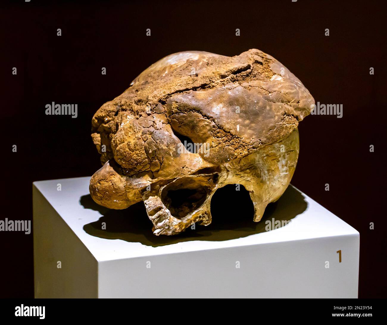 Homo Sapiens cranium. Caverna di Kadipinari. Paleolitico superiore Foto Stock