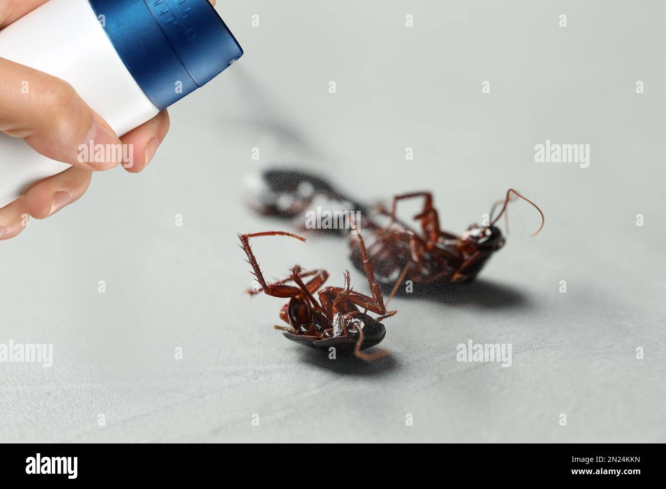 Controllo di peste. Uso di insetticida domestico per uccidere scarafaggi a casa, primo piano Foto Stock