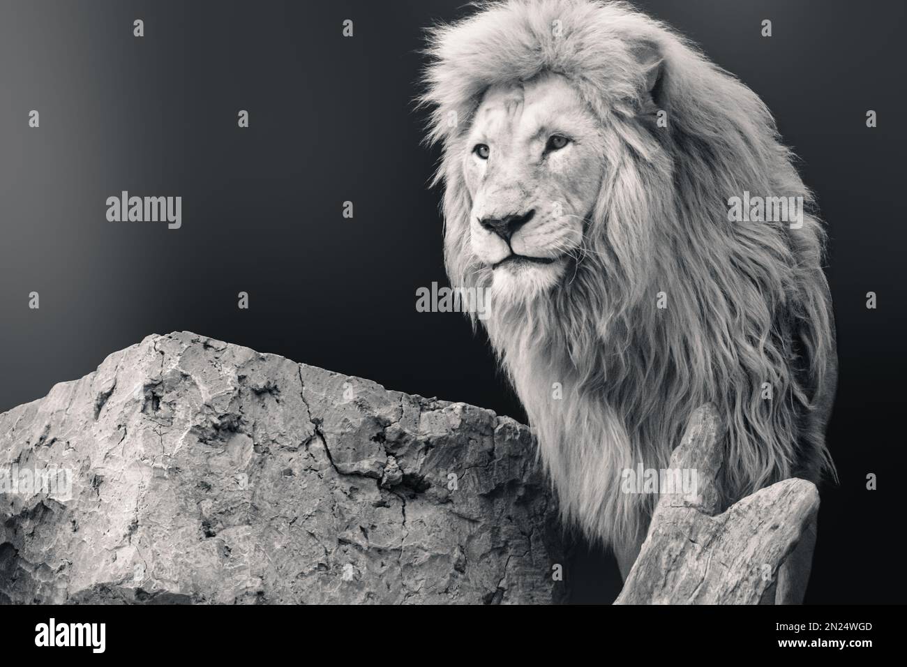 Ritratto a leone in scala di grigi, guardando in avanti, in piedi con tronco di roccia e albero su sfondo sfocato scuro. Animali selvatici, grande profilo gatto Foto Stock