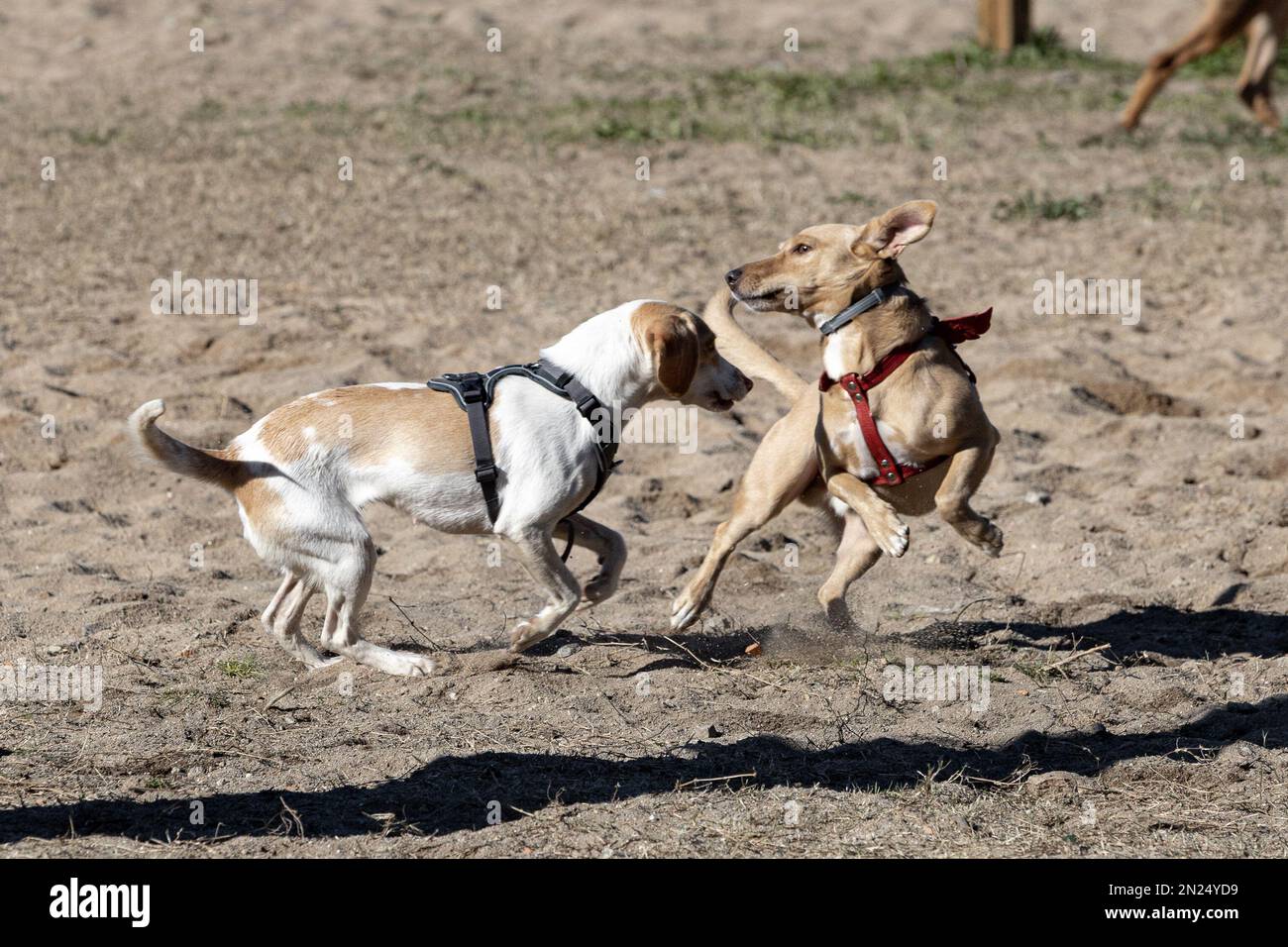 immagini di due cani che giocano e saltano su un terreno di sabbia Foto Stock