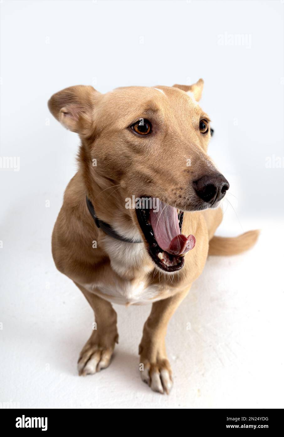 foto di un cane da compagnia che sbadigna Foto Stock