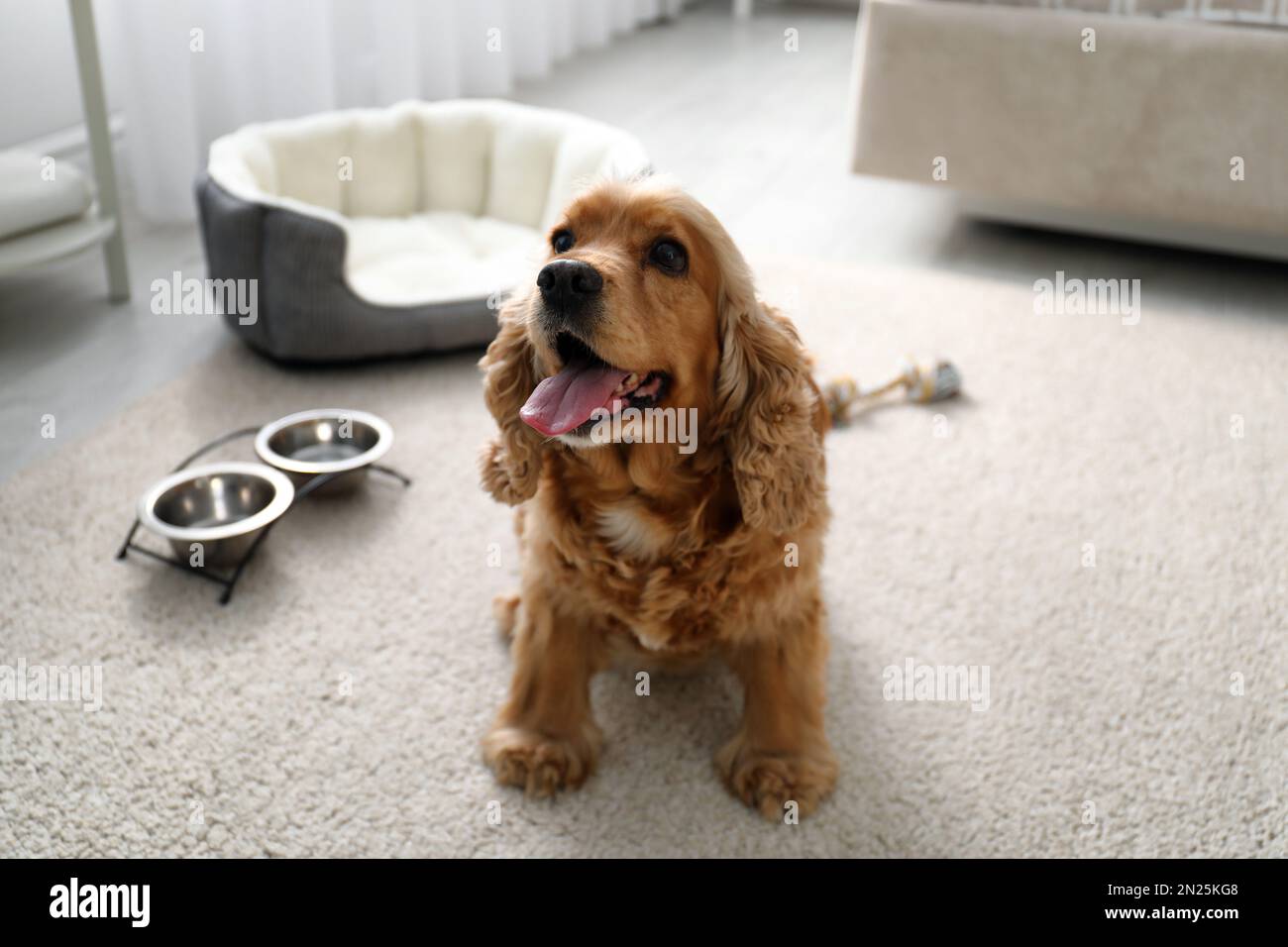 Cute inglese Cocker Spaniel al coperto. Hotel in cui sono ammessi gli animali domestici Foto Stock